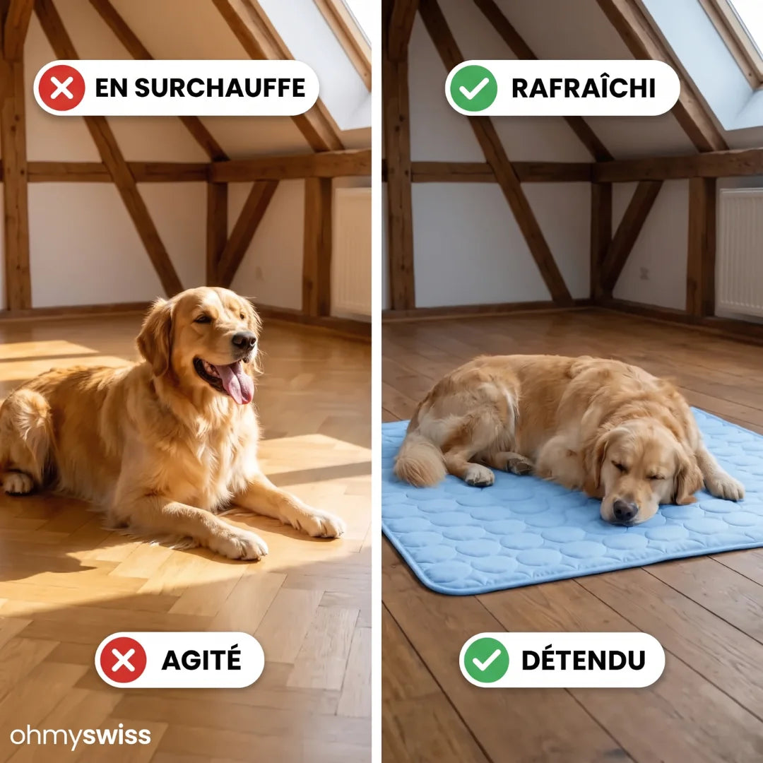 Tapis rafraîchissant pour chien (1+1)