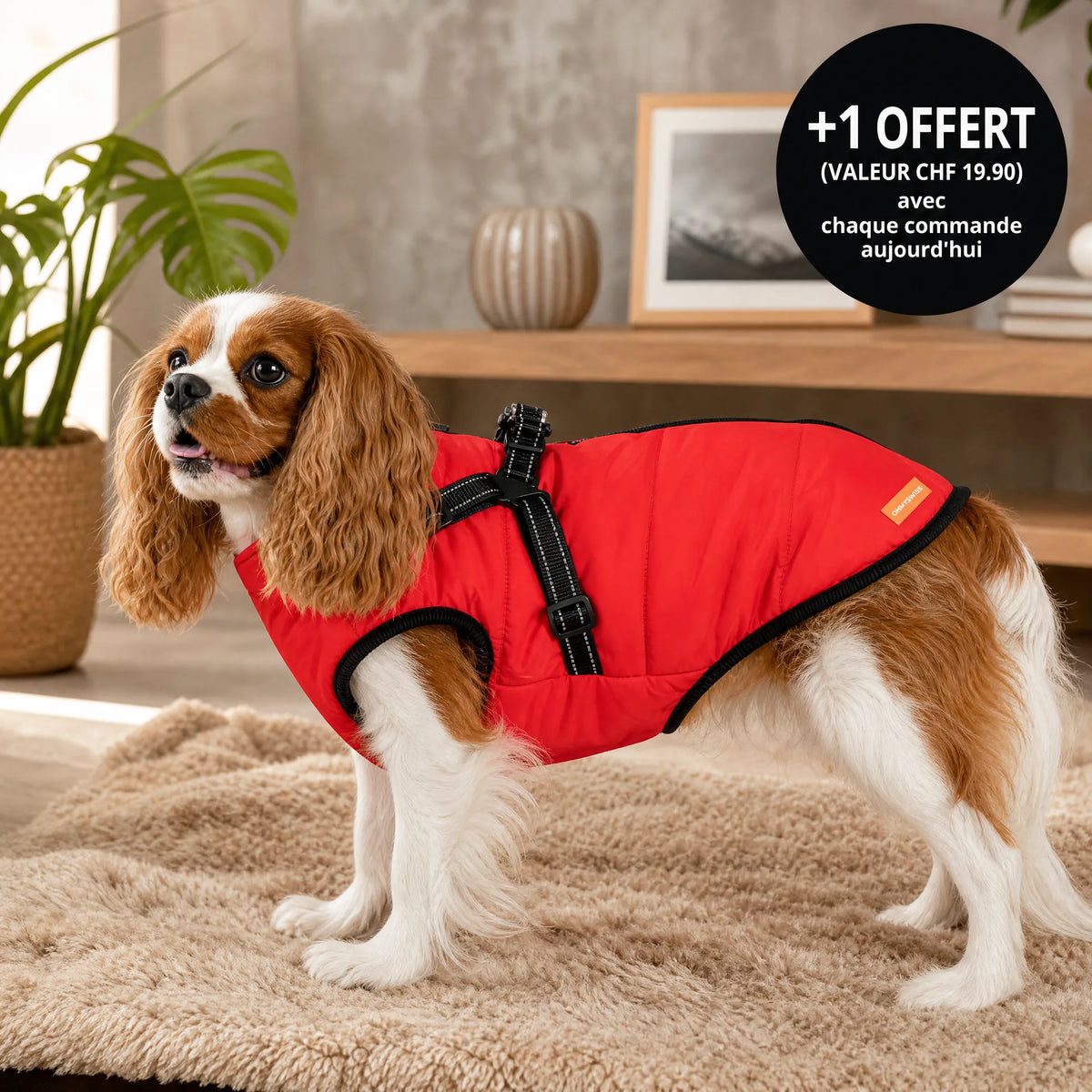 Wasserdichter 3-in-1-Hundemantel mit integriertem Geschirr von OHMYSWISS