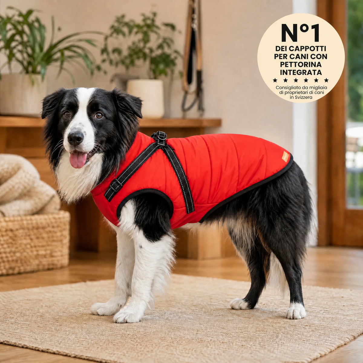 Wasserdichter 3-in-1-Hundemantel mit integriertem Geschirr von OHMYSWISS