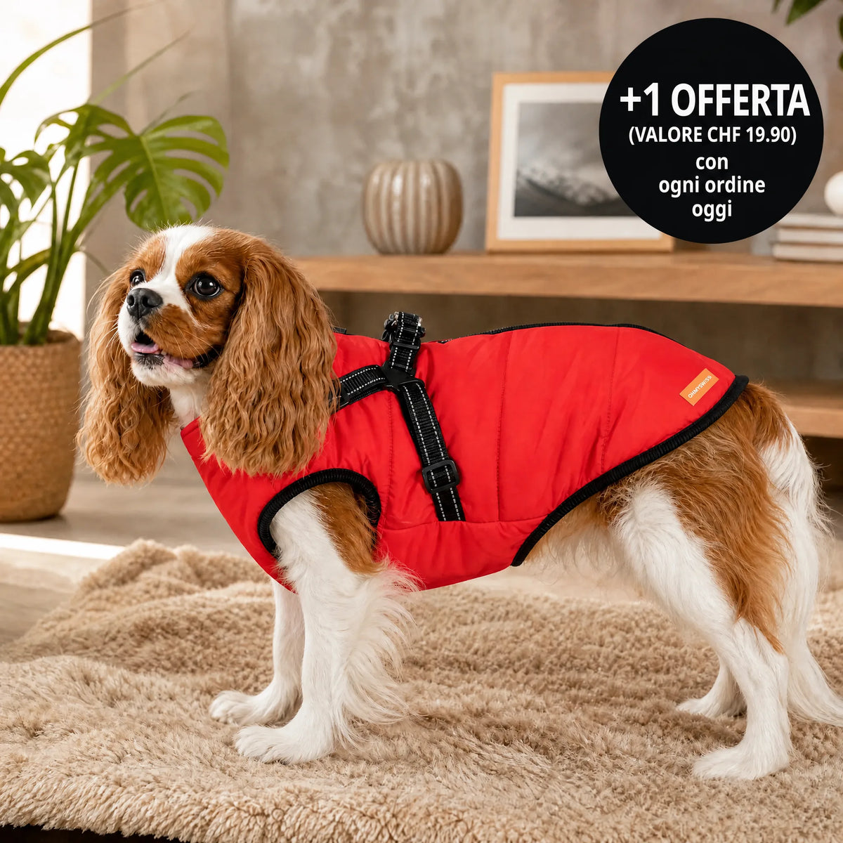 Wasserdichter 3-in-1-Hundemantel mit integriertem Geschirr von OHMYSWISS